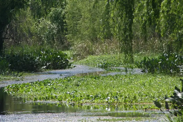 Por la fumigación con agroquímicos se proponen cuidar las cuencas de agua 