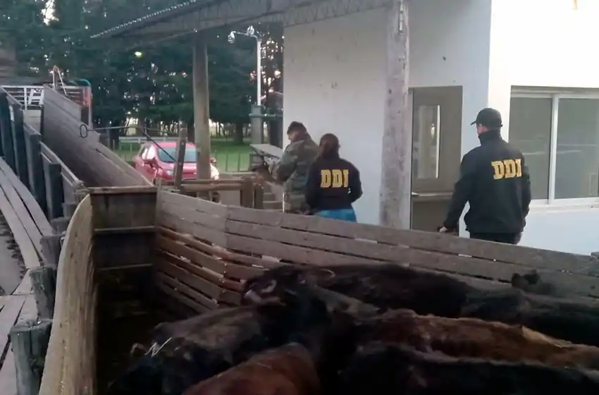 Le robaron a un productor rural 128 cabezas de ganado