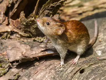 El ratón colilargo, principal vector del hantavirus.