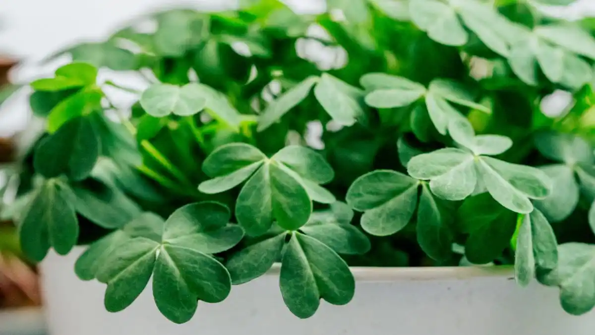 Atrae la fortuna con los amuletos: el trébol de la buena suerte