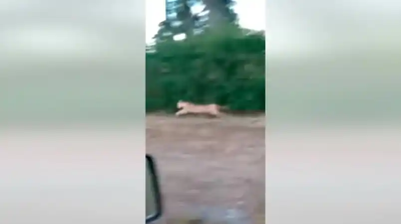 Video: Filmaron al puma que apareció en la localidad de Villa del Mar