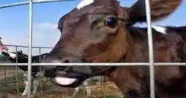 Científicos argentinos lograron eliminar el gen de la vaca loca