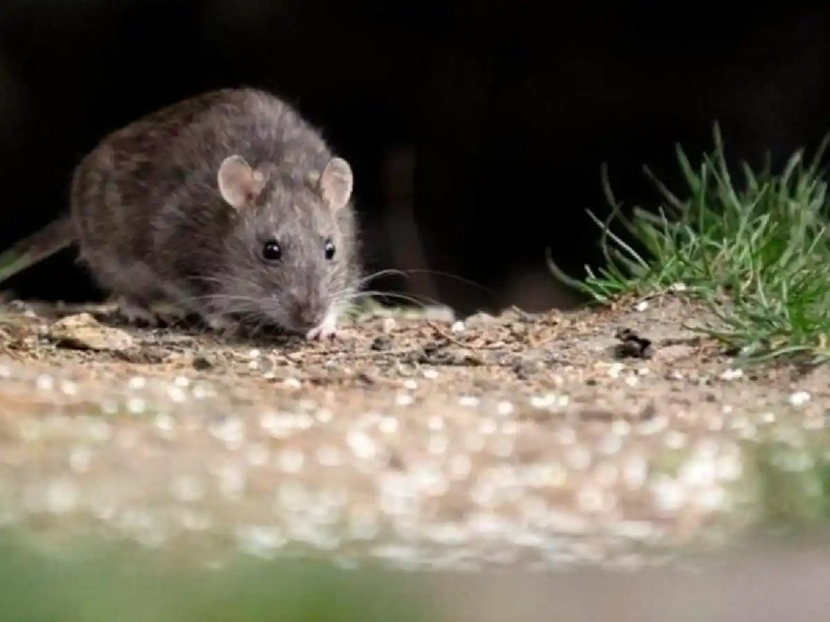 Muere un joven de hantavirus en Bariloche y llaman a aumentar las precauciones
