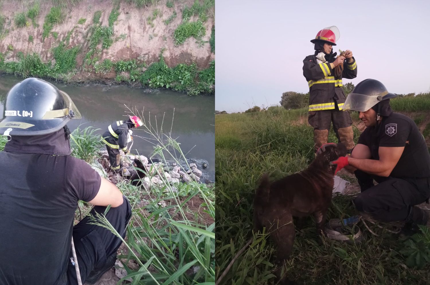 Rescataron a un perro que se había caído en un canal en barrio Villa del Parque