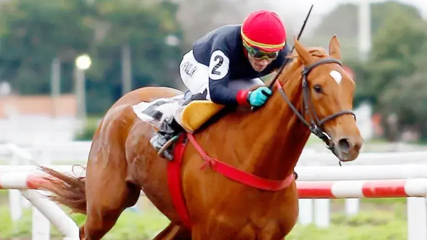 Personal Filly busca consagrarse en el Gran Premio Selección de Potrancas (G1), en La Plata.