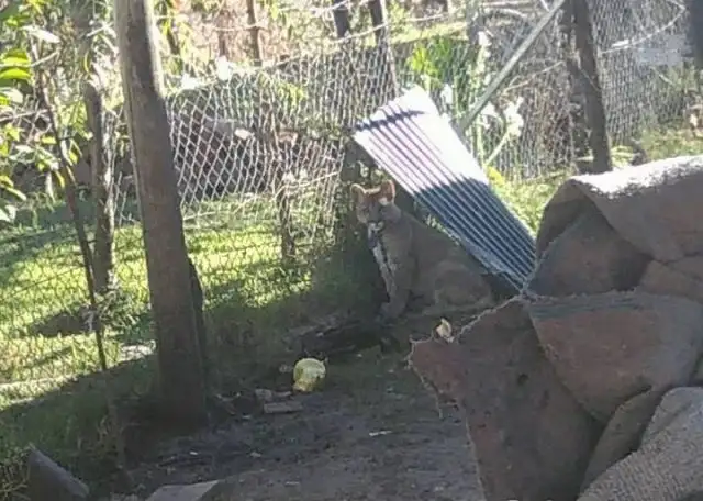 Recuperan un puma cautivo en Calchaquí