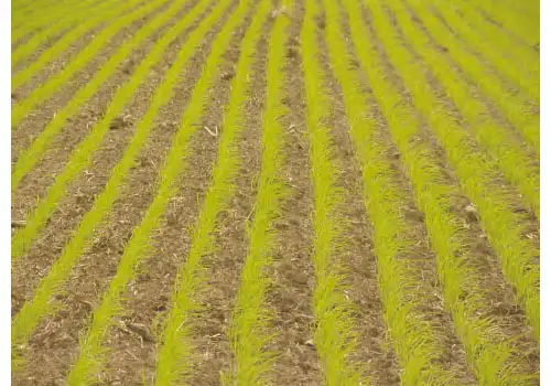 Ya se implantó el 93% de arroz en Entre Ríos