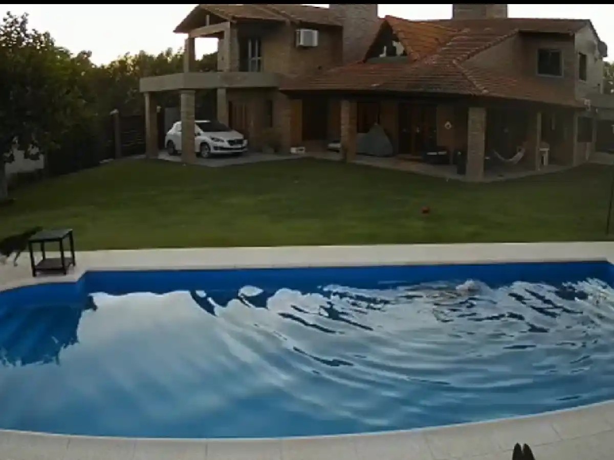 Sunchales: una perrita salvó a otra de morir ahogada en una pileta 