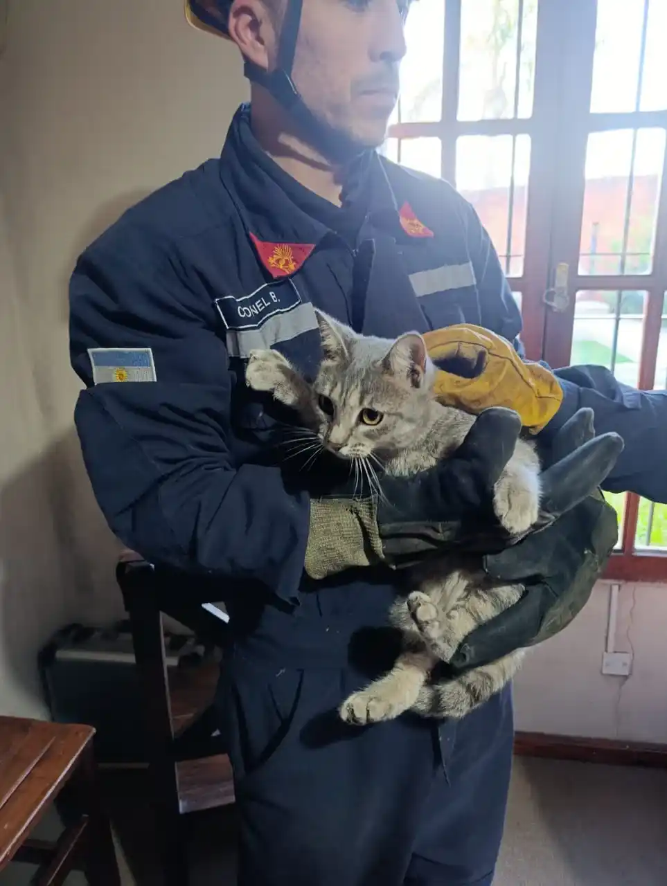 rescate gato2
