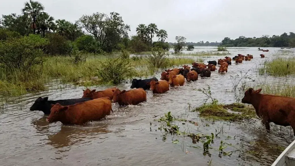 La Sociedad Rural advierte sobre un incremento de los niveles del río Paraná y recordó los sitios de descarga de hacienda.