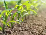 El maíz temprano se presenta con una competitividad inusual