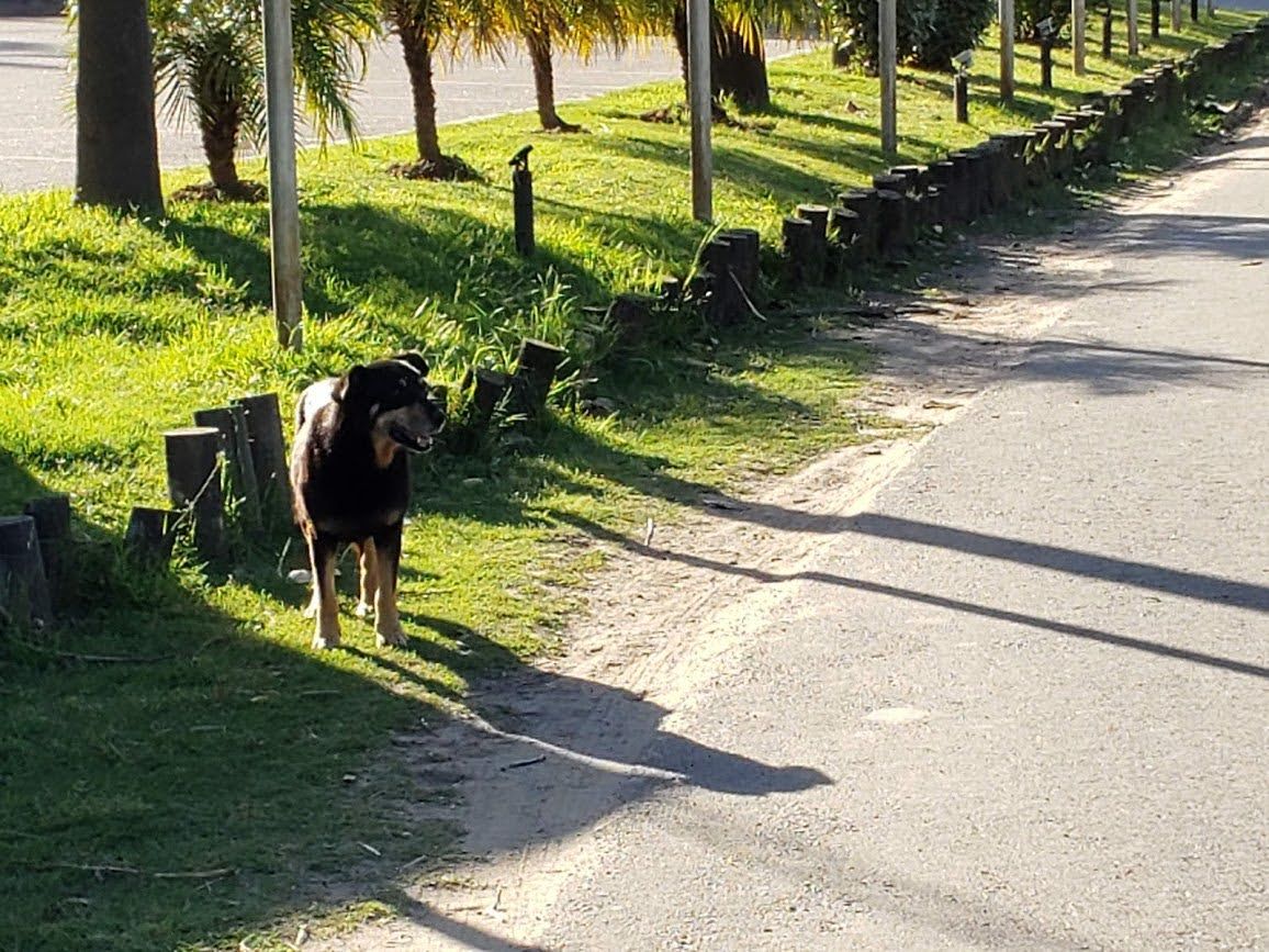 Los perros en el Paseo Público y una ordenanza que genera polémica.