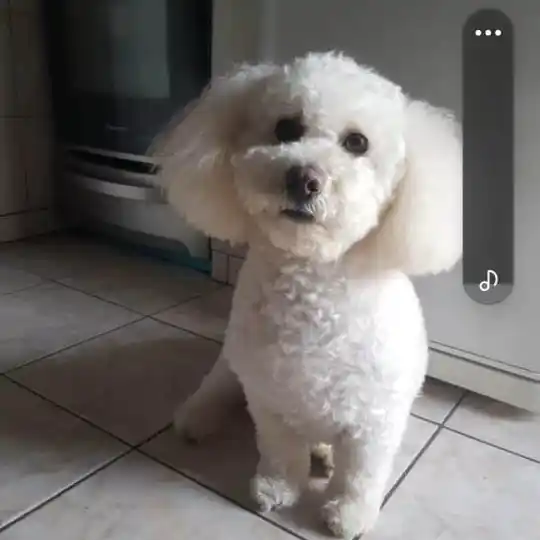 La familia de Teo agradece la gran labor del veterinario Marcelo Vellón