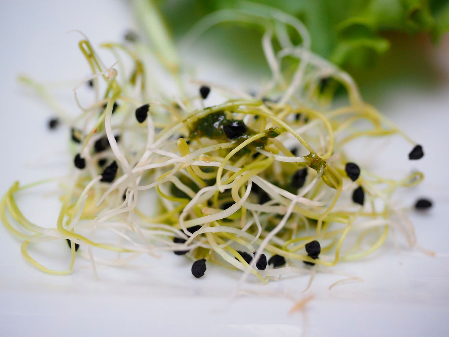 La alfalfa, útil para combatir la artritis, la anemia y el colesterol