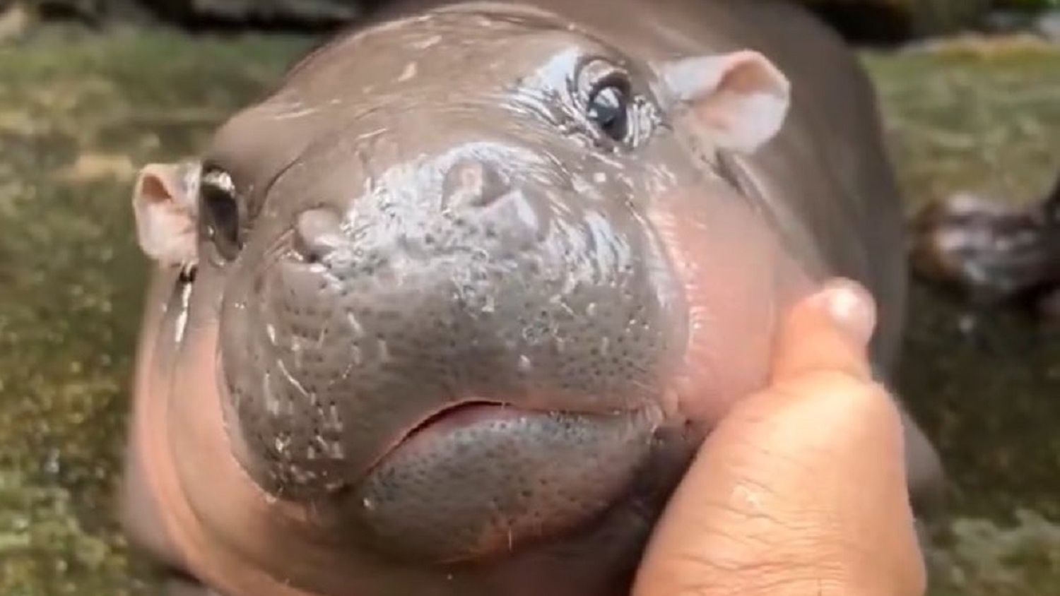 Moo Deng: adorable hipopótamo pigmeo  se vuelve viral en un zoo de Tailandia
