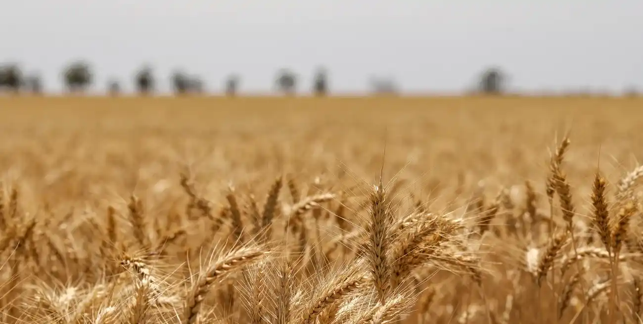 La producción de trigo se dispara: se proyectan rindes récord en Buenos Aires, Córdoba y Santa Fe.