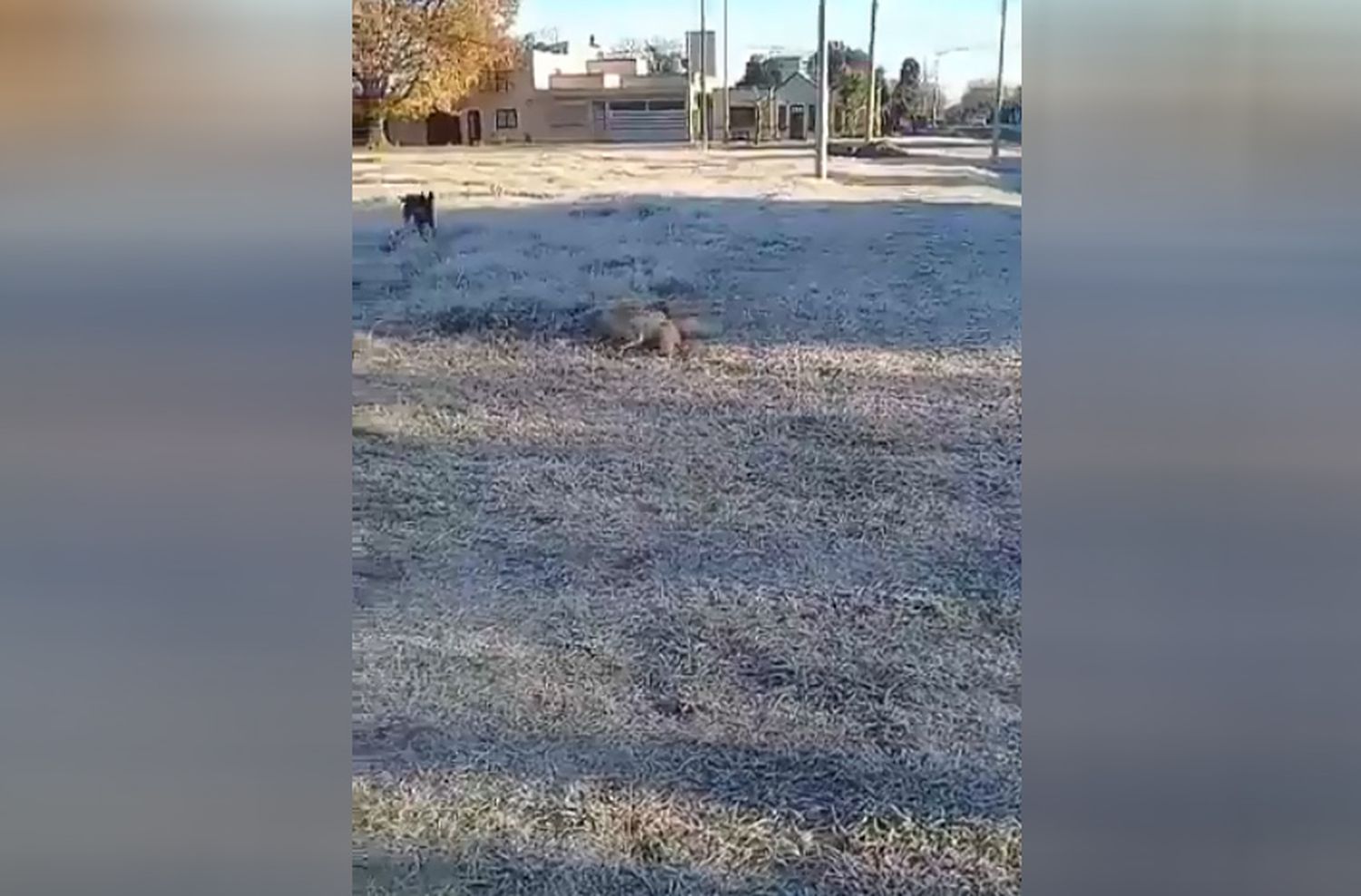 ¿Y esa sombra? La extraña figura que apareció en un video filmado por una rosarina