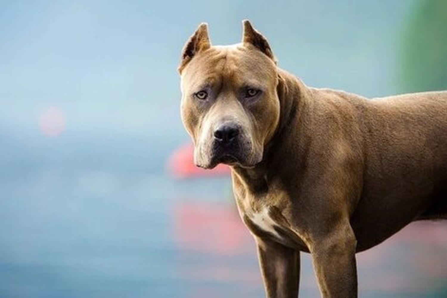 Un pitbull vio un portón abierto y asesinó a un caniche en Lobería