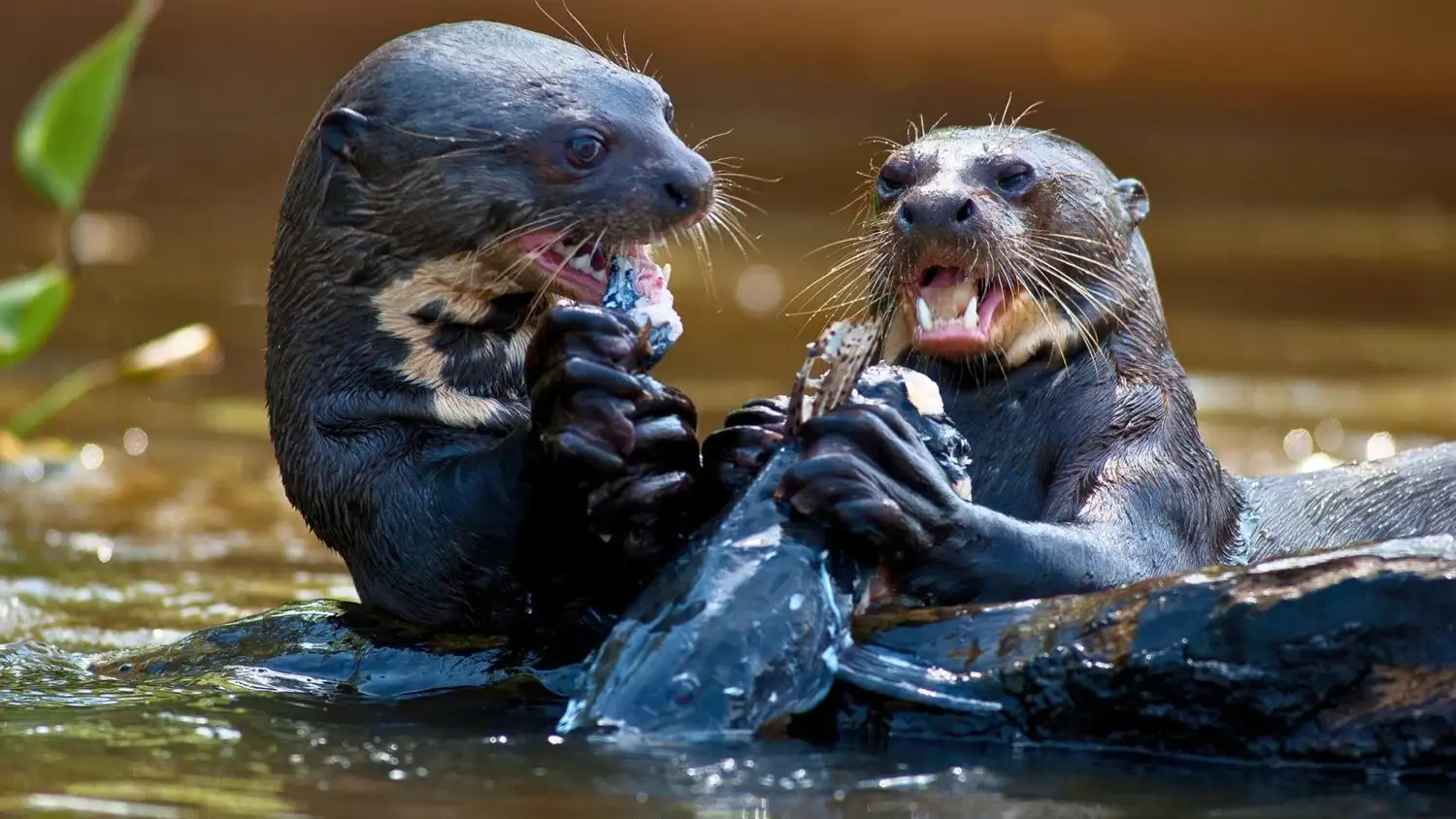 La nutria gigante es uno de los depredadores acuáticos más impresionantes del continente sudamericano y su regreso es considerado un hito para la restauración ecológica de los humedales, donde no se habían observado ejemplares desde mediados de los años 80.