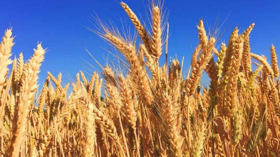 La Argentina proyecta su segunda mayor exportación de trigo de la historia