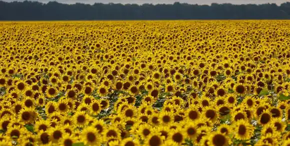 Se registró un aumento de 200 mTn en el volumen producido de girasol