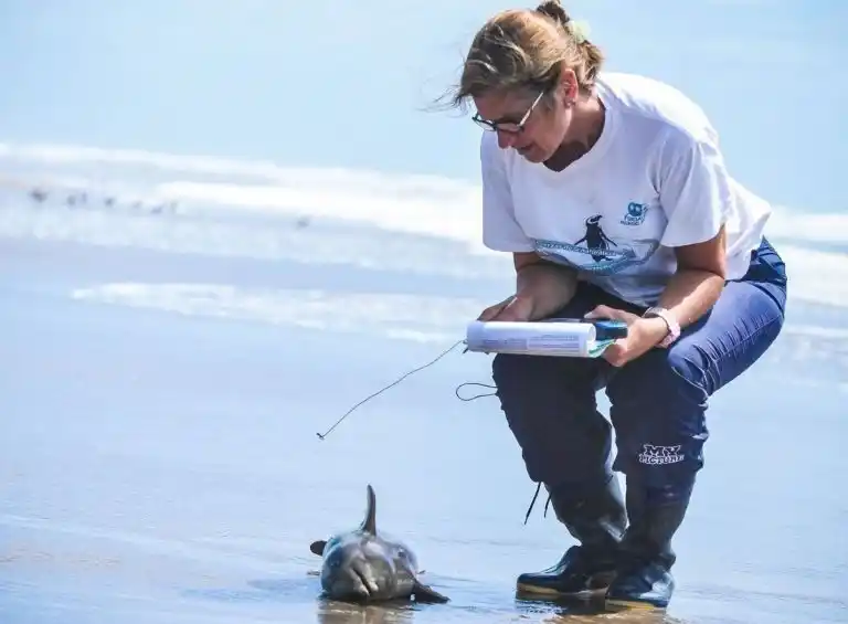 Aparecieron 14 delfines muertos en las playas del Partido de La Costa