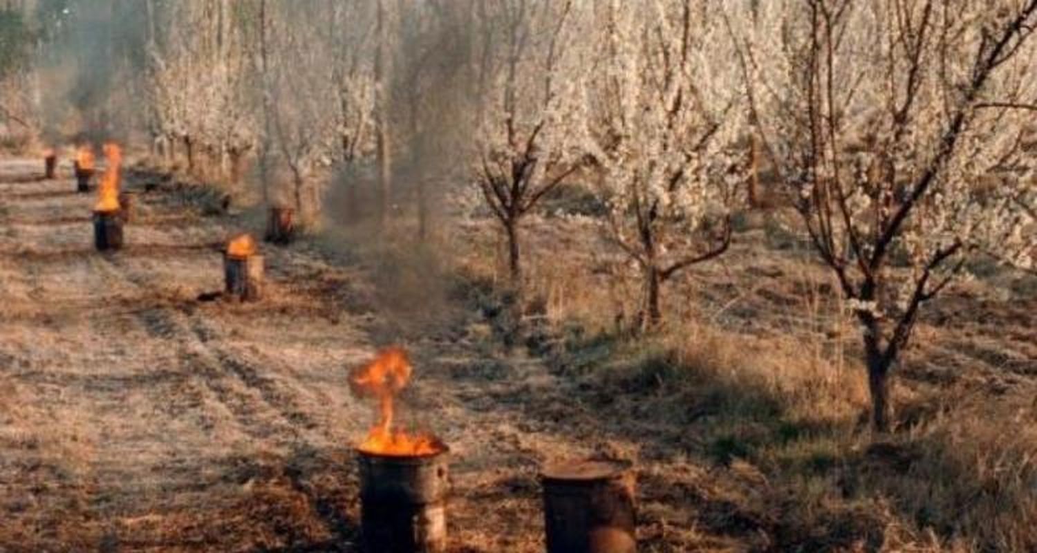 Ojea aseguró que una nueva helada sería “terrible” para la producción frutícola