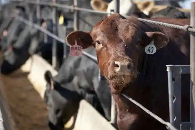 Productores y frigoríficos seguirán exportando sin derechos de exportación hasta el 31 de octubre (AP)