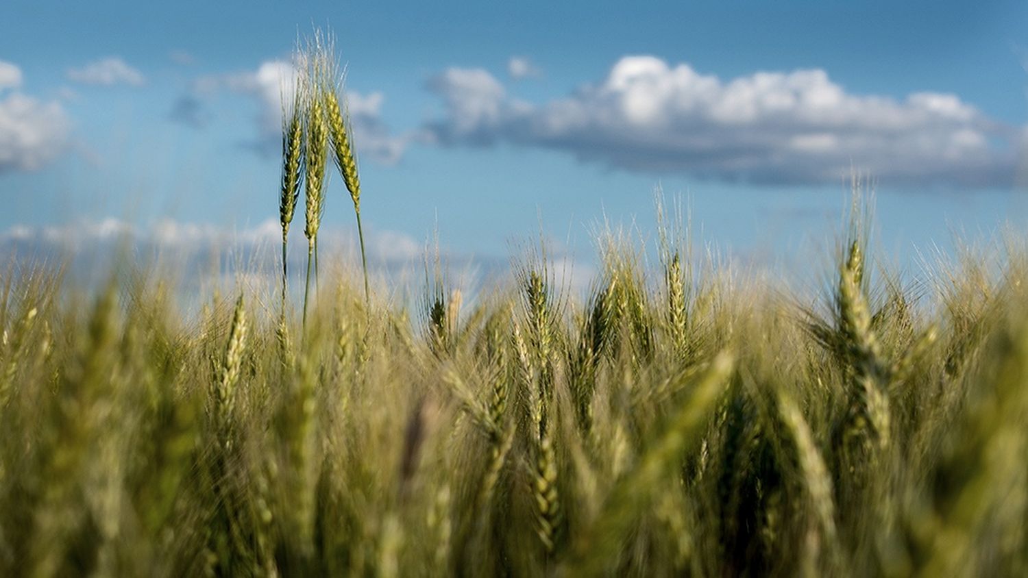 Agricultura: Cuáles son los botones que aumentan el rinde del trigo