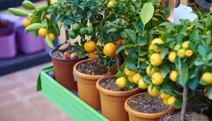 arboles frutales para plantar - 3