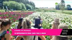 Se abren las visitas al campo de peonias en el Paraje El Gallo