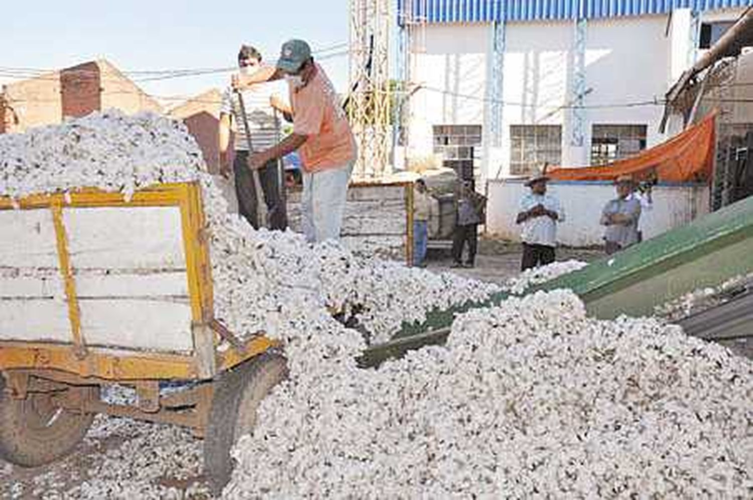 El Gobierno provincial habilitó
las planchadas de algodón