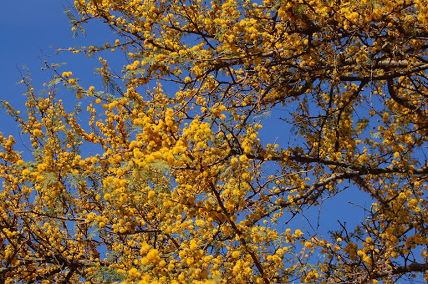 El espinillo es el árbol entrerriano