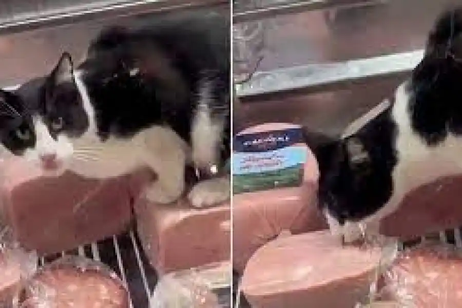 Re viral: filmaron a un gato comiendo jamón, como si nada, dentro de la heladera de un supermercado