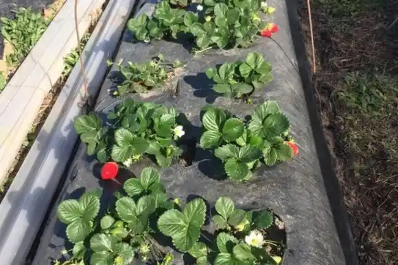 Le dieron la bienvenida a la cosecha 102 de frutillas de Coronda