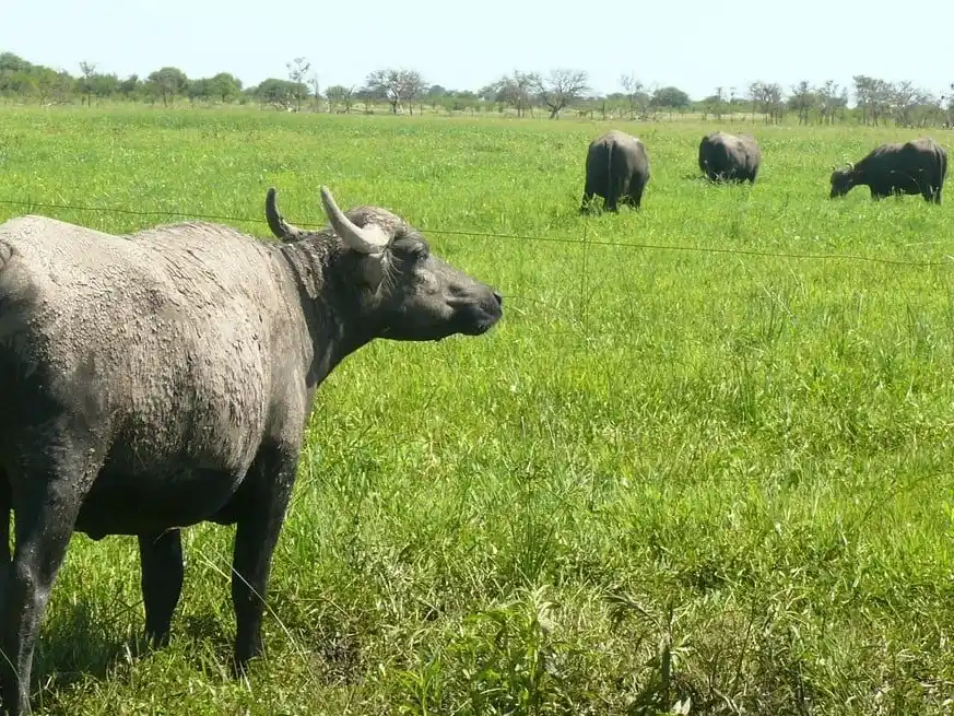 Del rezago a la expansión: el búfalo se consolida como alternativa ganadera. Crédito: Campolitoral