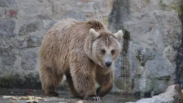 Más de 22 mil personas compraron un zoológico para liberar a sus animales en Francia