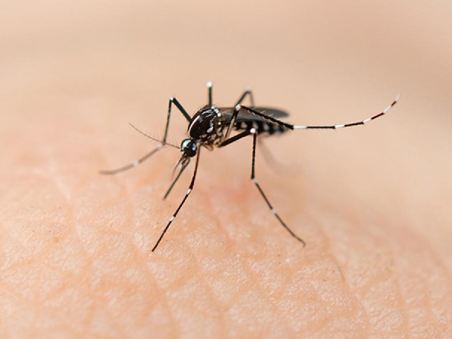 Ya suman 875 los casos de dengue en la provincia