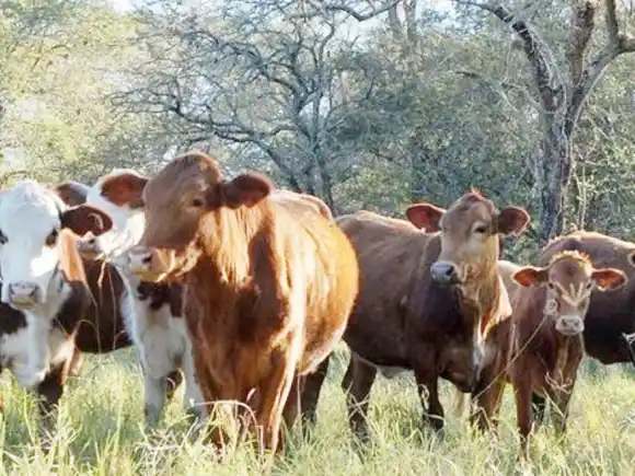 Entre Ríos es la provincia con mayor cantidad de créditos gestionados ante el CFI