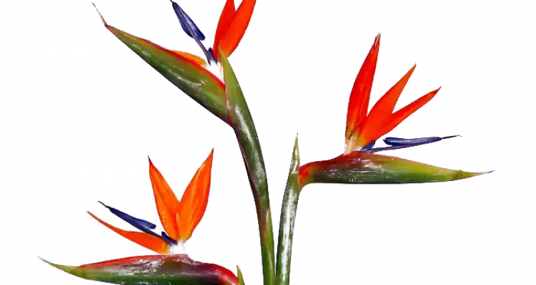 Flor de pajarito