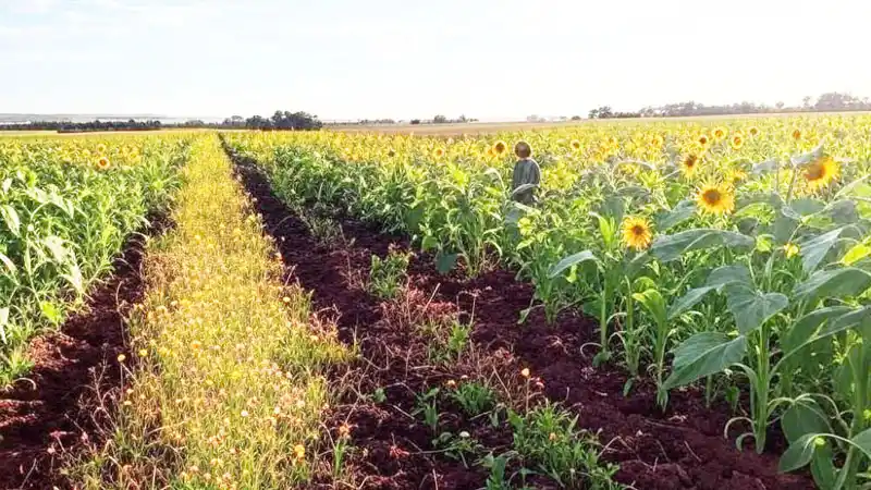 El clima contrastante impacta en la producción de cultivos gruesos