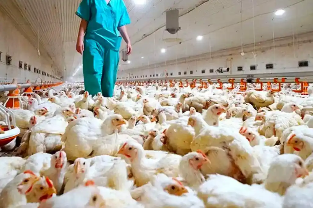 Se logró controlar el brote de IAAP y establecer medidas eficaces para recuperar el estatus de país libre de la enfermedad.