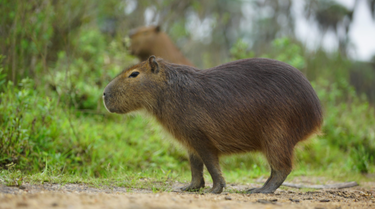 Pehuajó: Por los accidentes, Juntos por el Cambio pidió pasos bajo a nivel en rutas para carpinchos y fauna silvestre