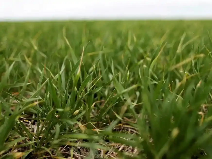 Un 40% de la región núcleo muestra excesos y suelos saturados.