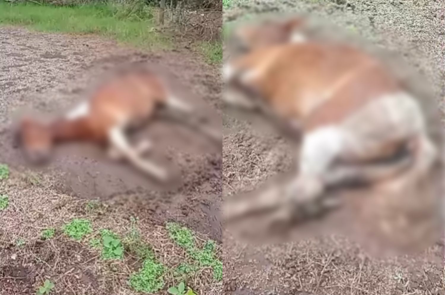 Grave denuncia en redes sociales por la muerte de una yegua herida sin asistencia