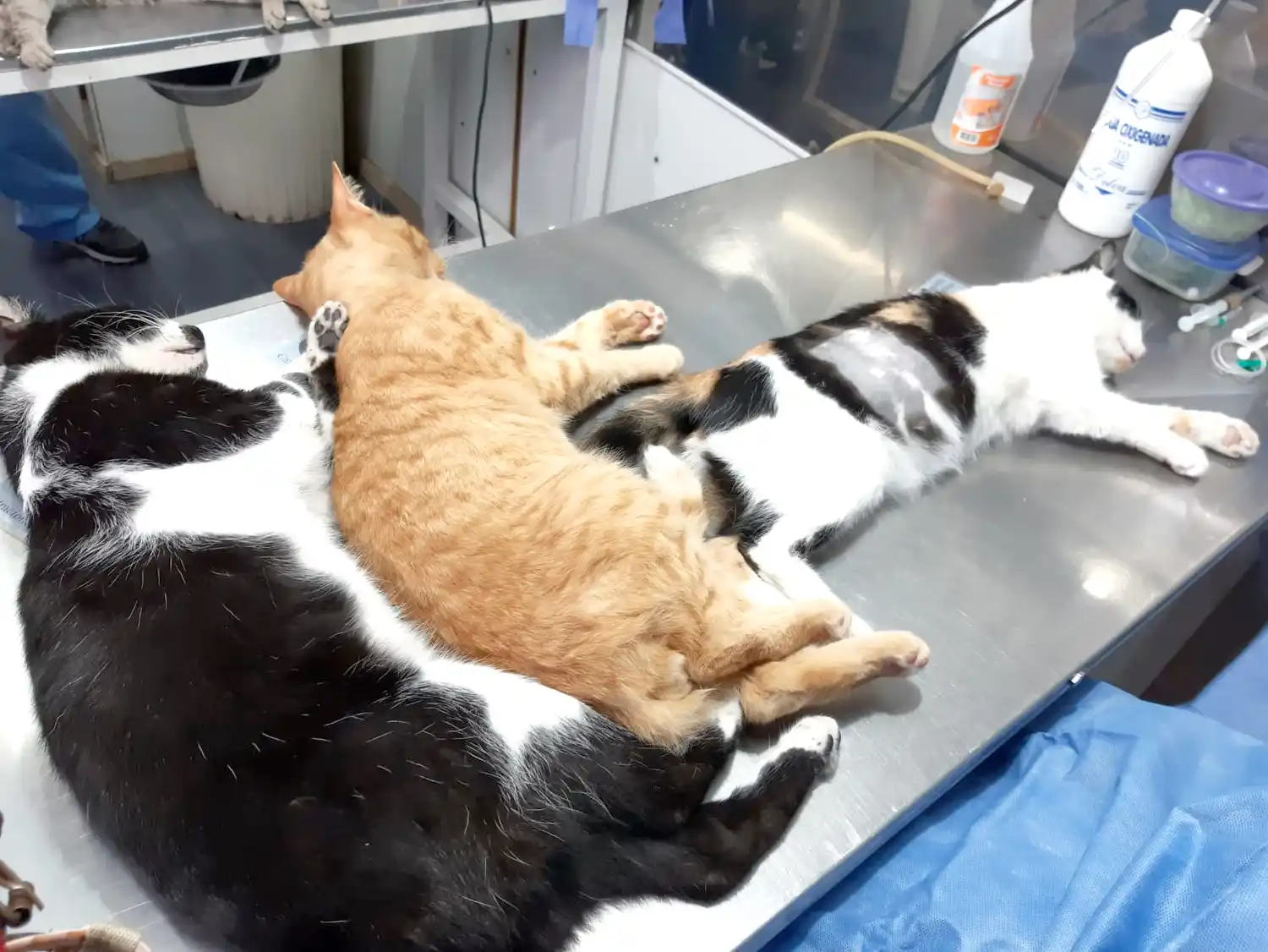 Dormidos. Ayer tres felinos, durante el procedimiento de castración
