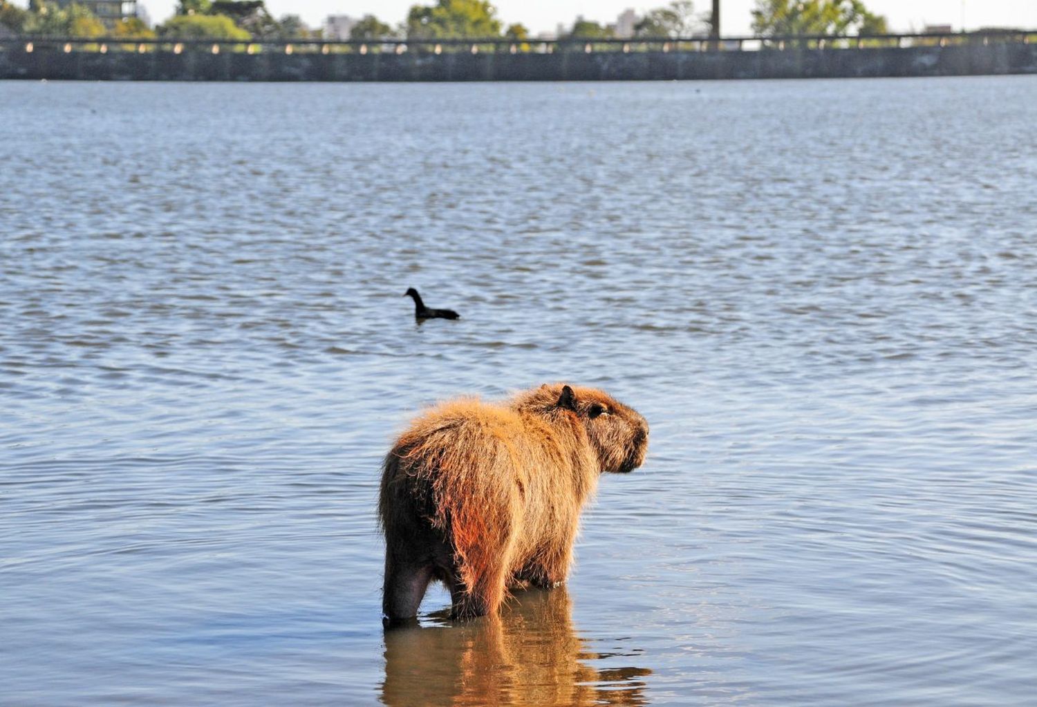 Presentan el proyecto de Ley Carpincho para proteger a la fauna silvestre