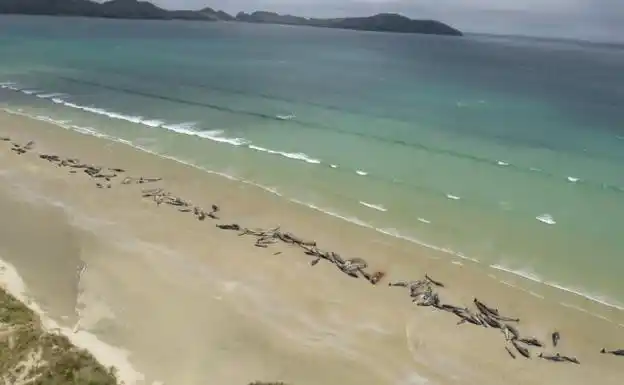 Hallaron 145 ballenas muertas en una playa de Nueva Zelanda