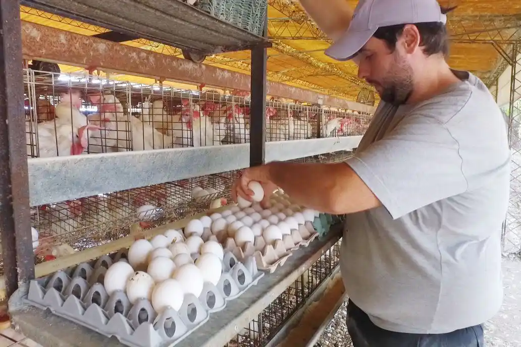 Pollo y huevo, los que menos brecha abren del campo a la góndola