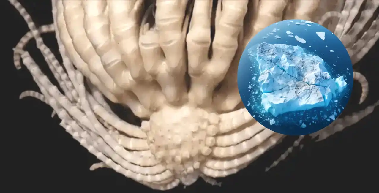 Vive entre los 60 y los 3.840 metros de profundidad.